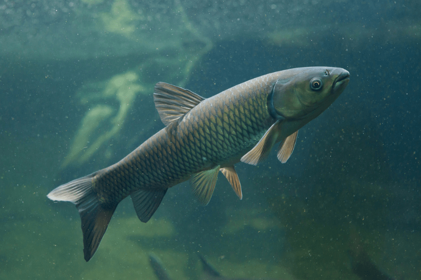 colorado record fish