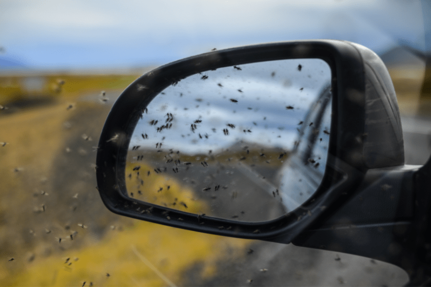 A swarm of midges on a rear-view mirror near Lake Mývatn, northern Iceland