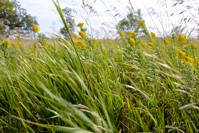 Wild yarrow and wild grass blow on the open prairie at Pipestone National Monument, MN.