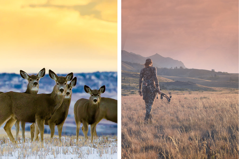 LEFT: Deer graze at sunset. RIGHT: A woman bow hunter strides off into the distance.