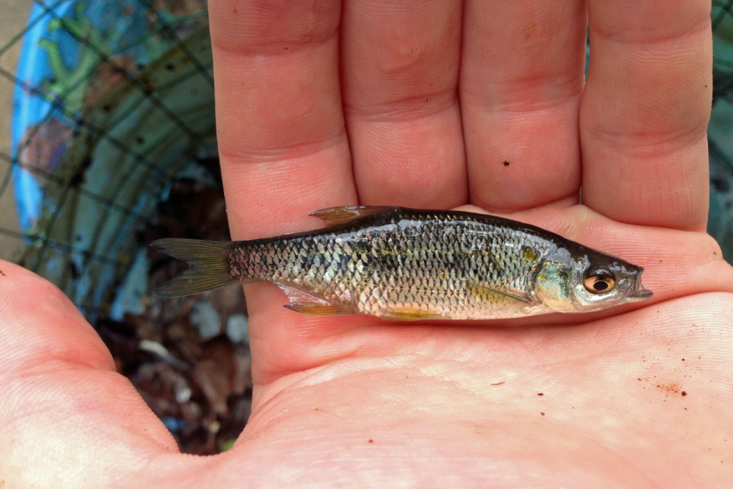 A white person's hand holds a golden shiner (Notemigonus crysoleucas) in Tyson Research Center, Missouri.
