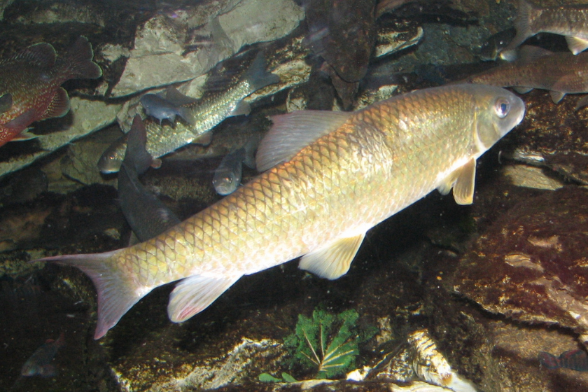 golden shiner