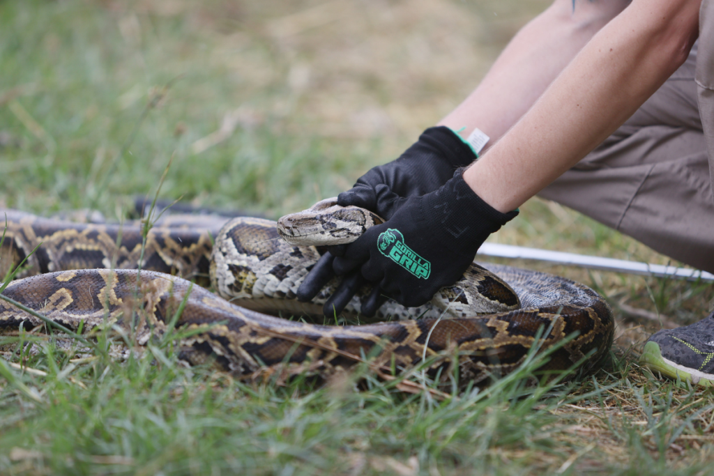 McKayla Spencer, the Interagency Python Management Coordinator for the Florida Fish and Wildlife Conservation, demonstrates how to catch a python as the Florida governor kicks off the 2021 Python Challenge in the Everglades on June 03, 2021 in Miami, Florida.