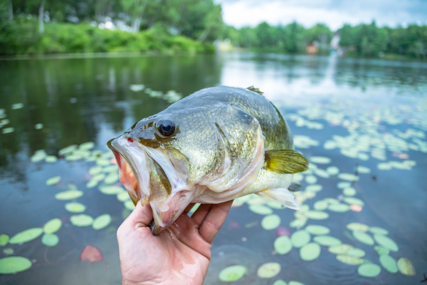 holding Big largemouth bass