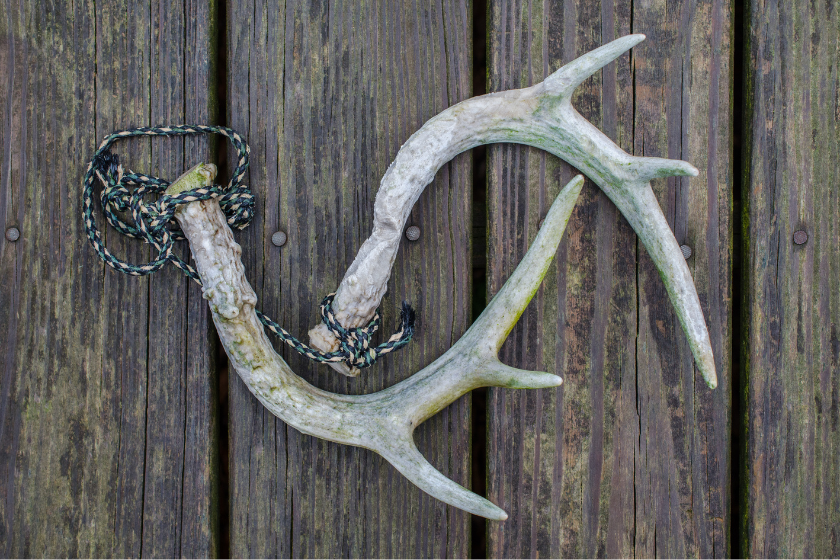 Rattling horns for hunting white tail deer. Deer call during pre-rut and rut hunting season. Genuine antlers used to create the noise of two bucks fighting. Outdoor adventure sport of deer hunting.