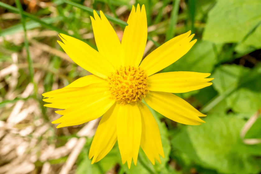 Macro image of single yellow Arnica fulgens blossom