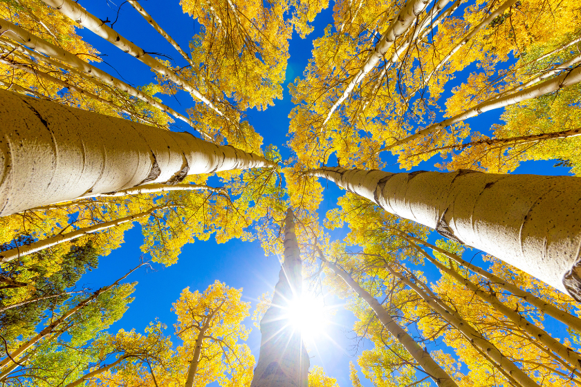 Leaves yellow red orange aspens. Looking up at sky through foliage