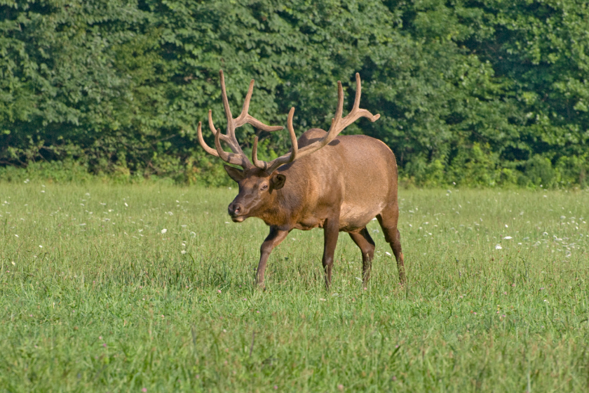Charging Bull Elk in late evening light shot with telephoto lens in the Great Smoky Mountains National Park, North Carolina.