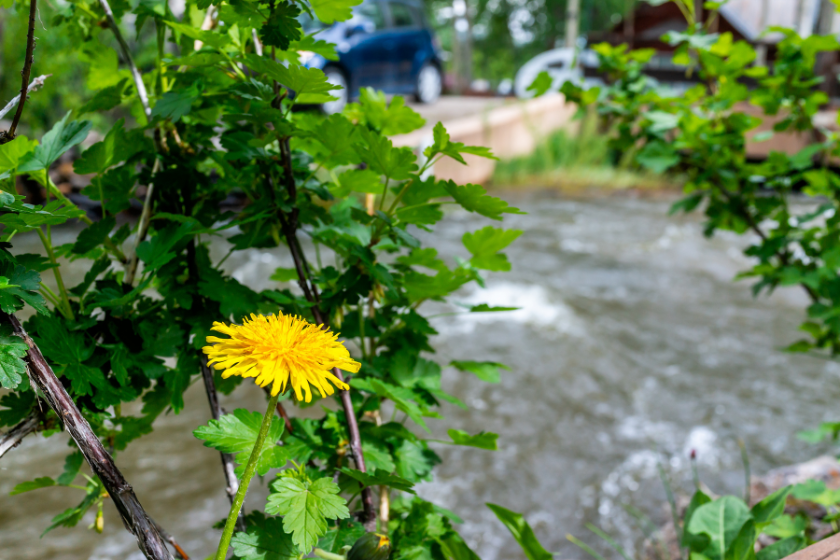 Crested Butte Colorado village closeup of yellow dandelion flower and background of coal creek river in summer on sunny day