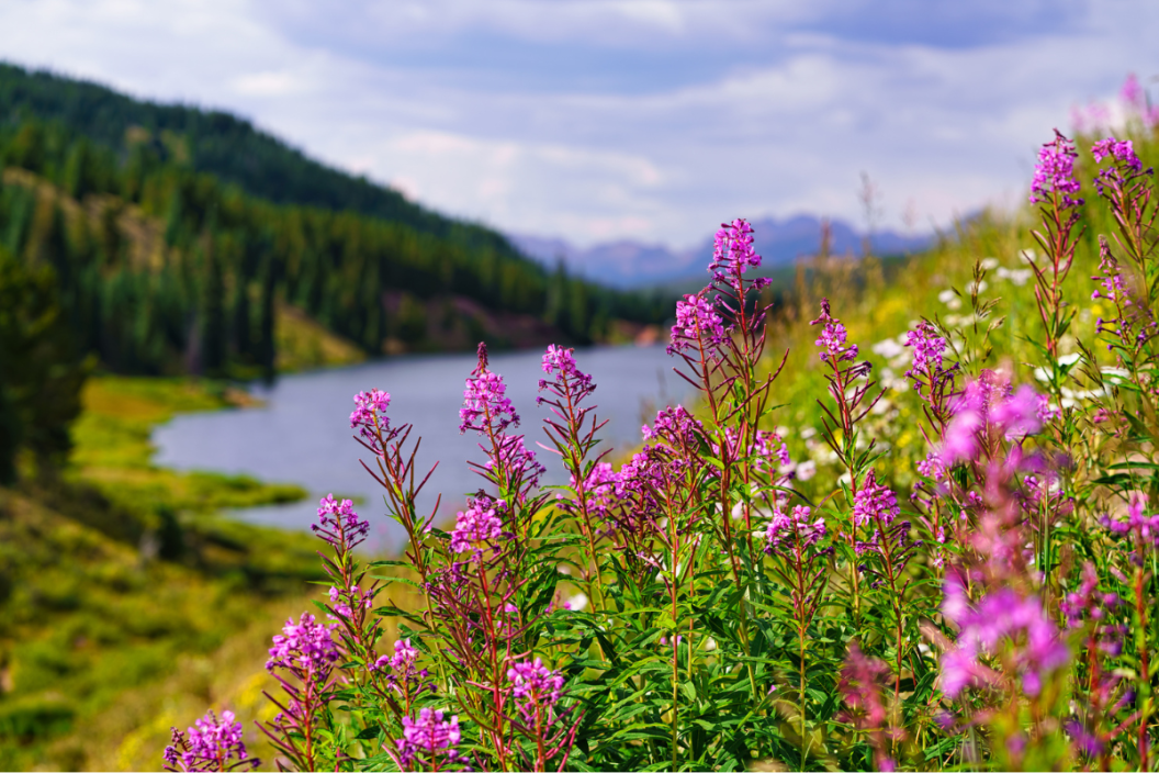Pink Fireweed Mountain Landscape - Scenic nature views with alpine lake and mountains and vibrant colorful wildflowers.