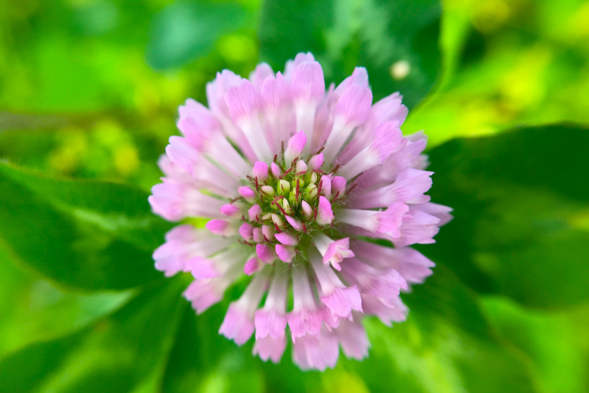close up of a red clover
