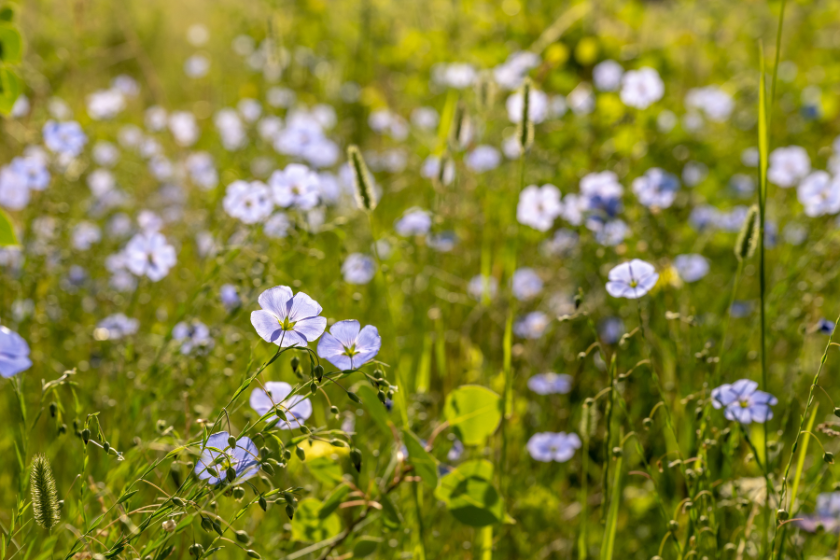 Field of Blue Flax Blooms In Summer in Rocky Mountain National Park