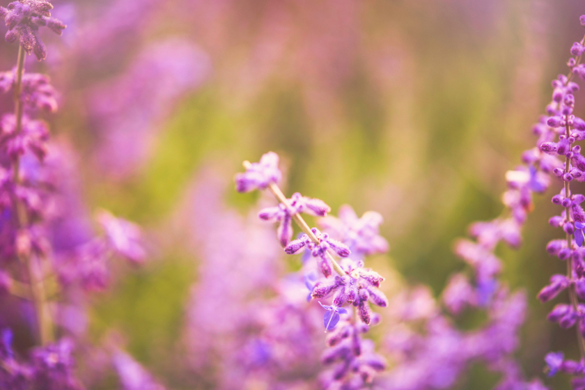 Purple russian sage plants growing wild in summer sunlight