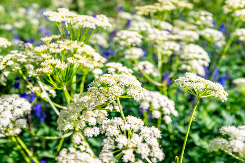 Macro closeup of white lovage flowers on meadow field on trail to Ice lake near Silverton, Colorado in August 2019 summer