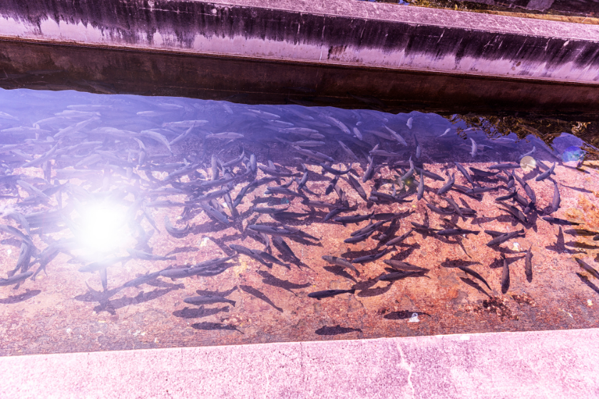 A large group of rainbow trout being raised from fingerlings swimming in a "raceway" at a western New York State fish hatchery. Sunlight reflected on the water on a bright sunny day in July near Rochester, NY.