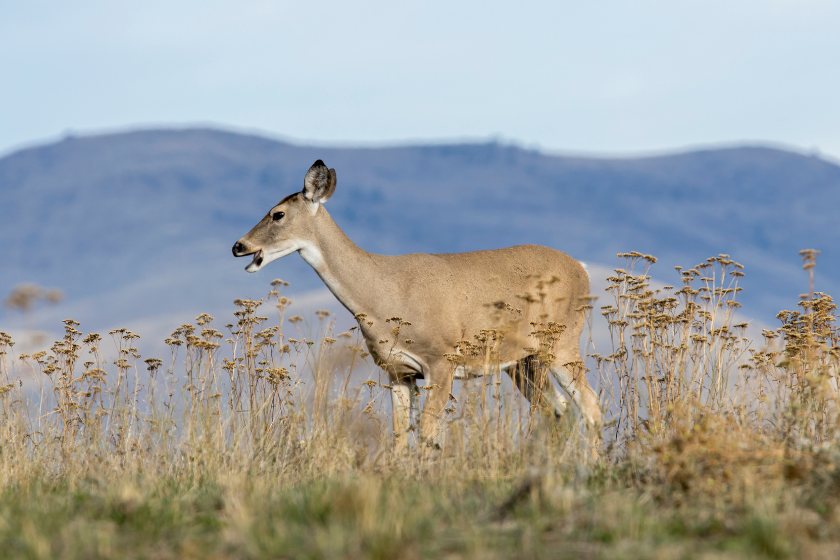 north american game animals