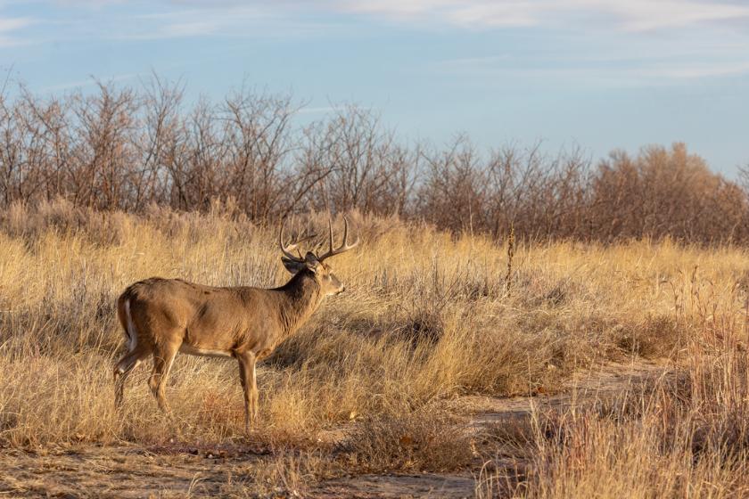 a whitetail buck in Colorado during the fall rut