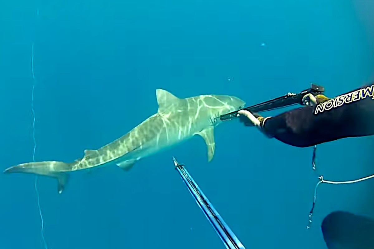 Aggressive Tiger Shark