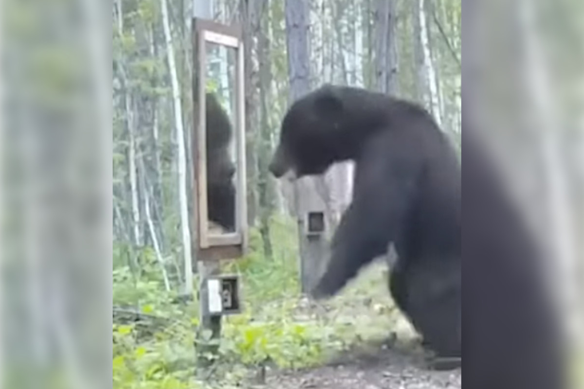 Bear Encounters Mirror