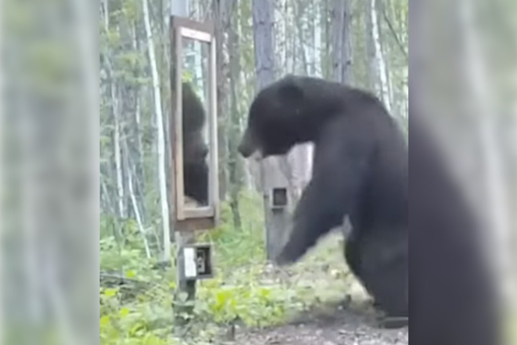 Bear Encounters Mirror