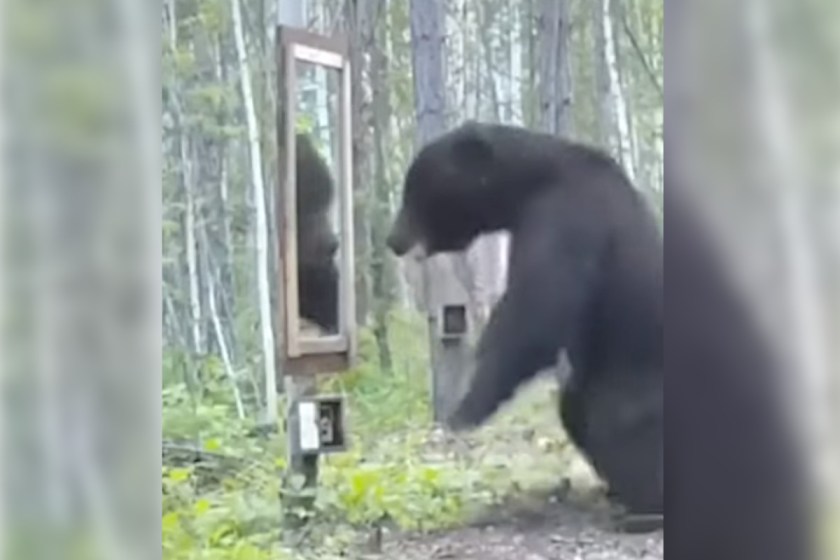 Bear Encounters Mirror, Sees Reflection & Freaks Out
