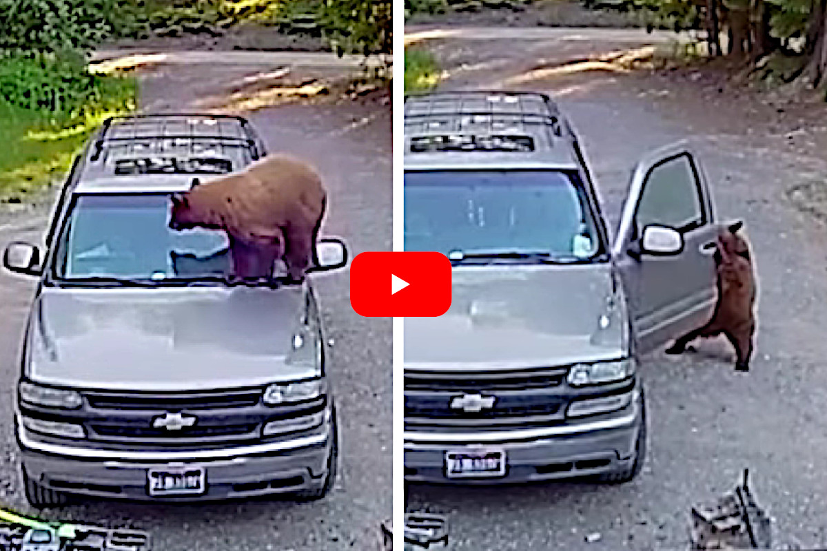 Bear in an SUV