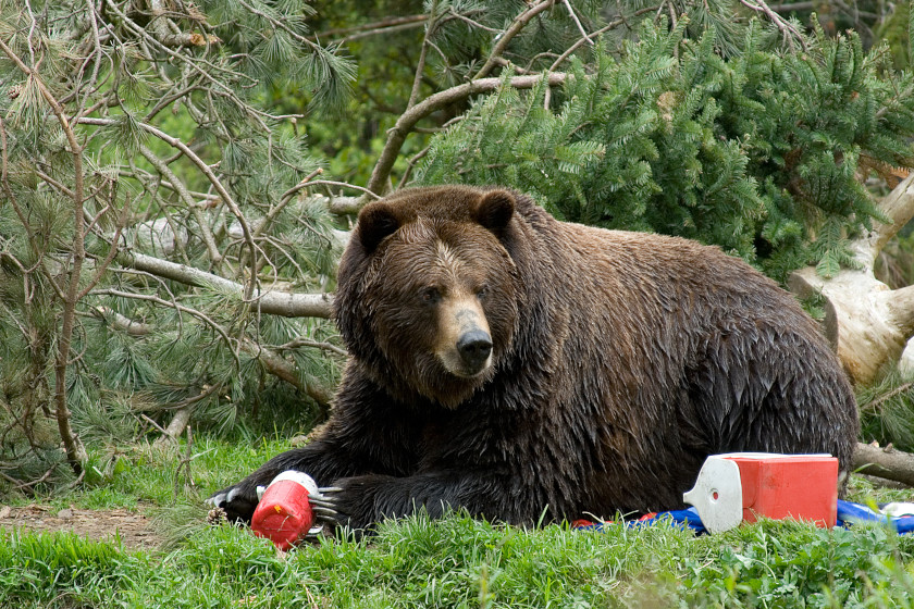 Bear Spray vs Pepper Spray