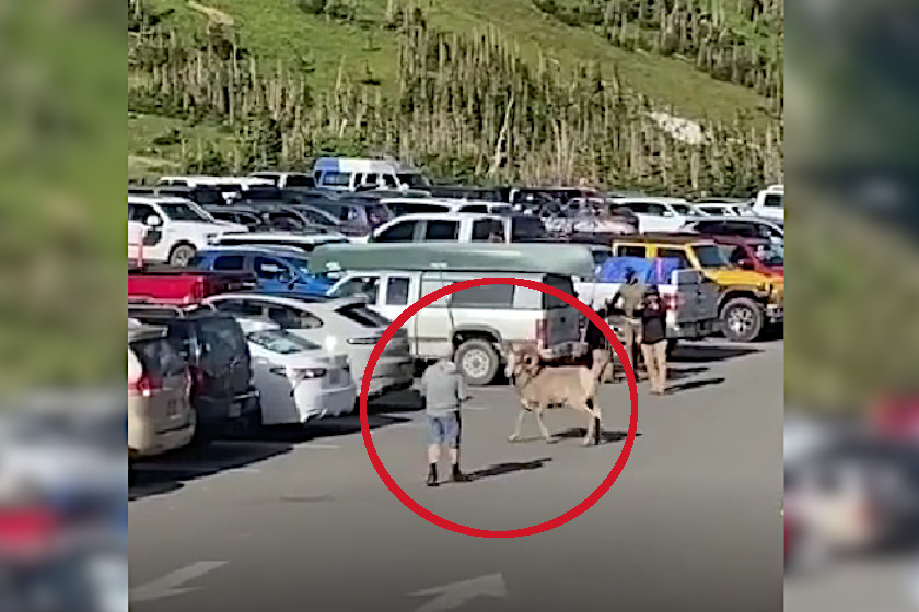 Bighorn Sheep Tourist