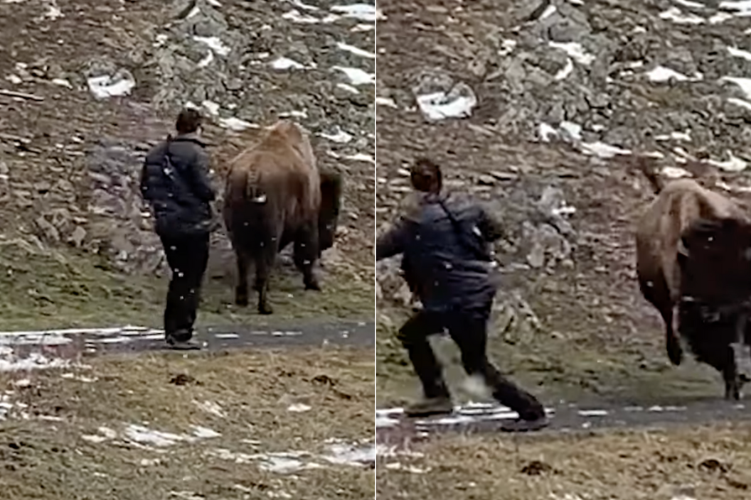 Bison charges man who gets too close