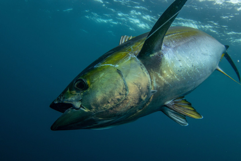 Costa Rica Fishing