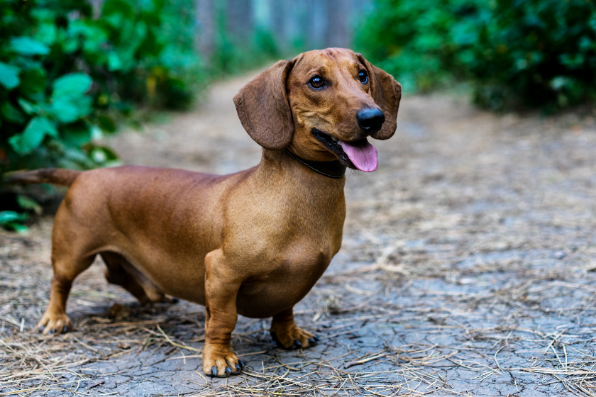 happy little dachshund stands on a path
