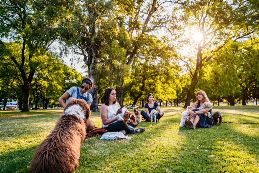 dogs and their owners sit on the grass together