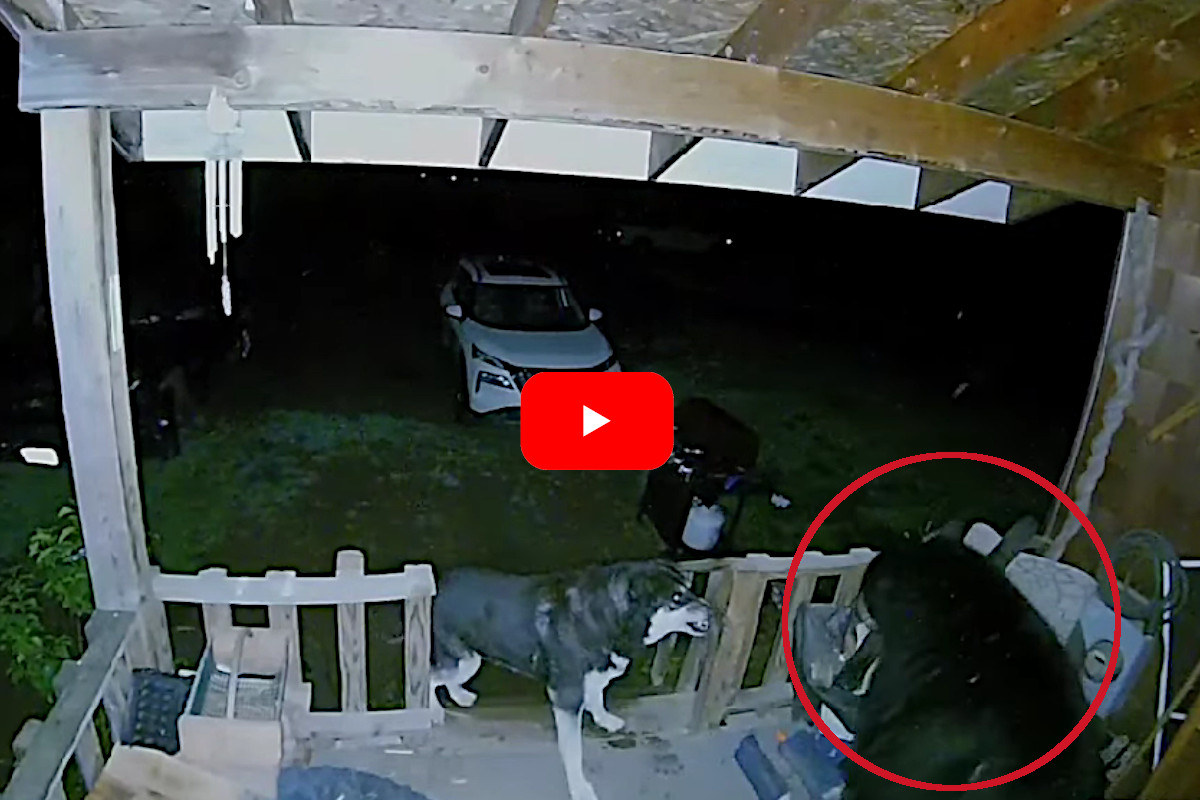 Bear Encounters Mirror, Sees Reflection & Freaks Out