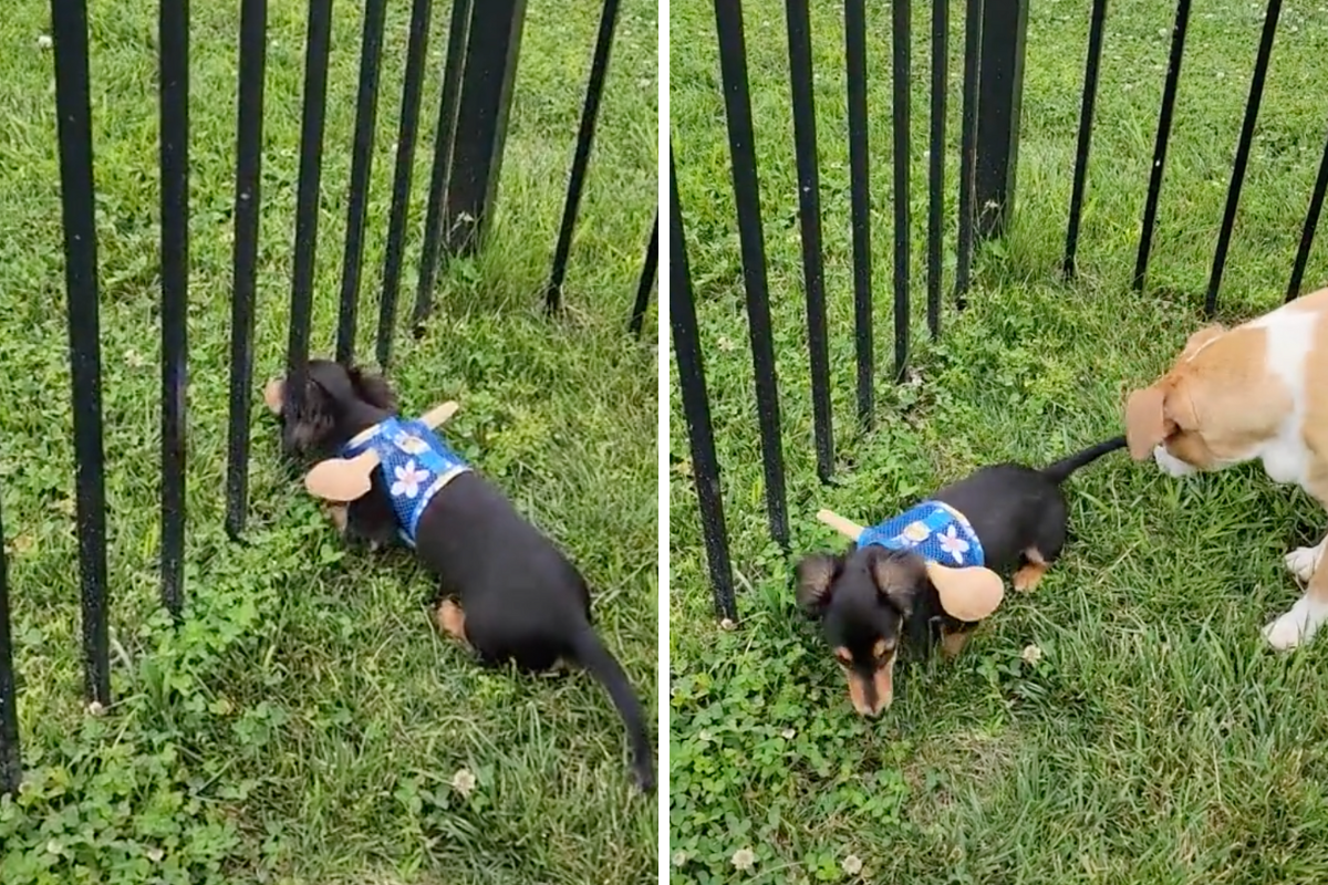 Dog Fence My Dog Keeps Escaping His Harness Harness To Keep Small