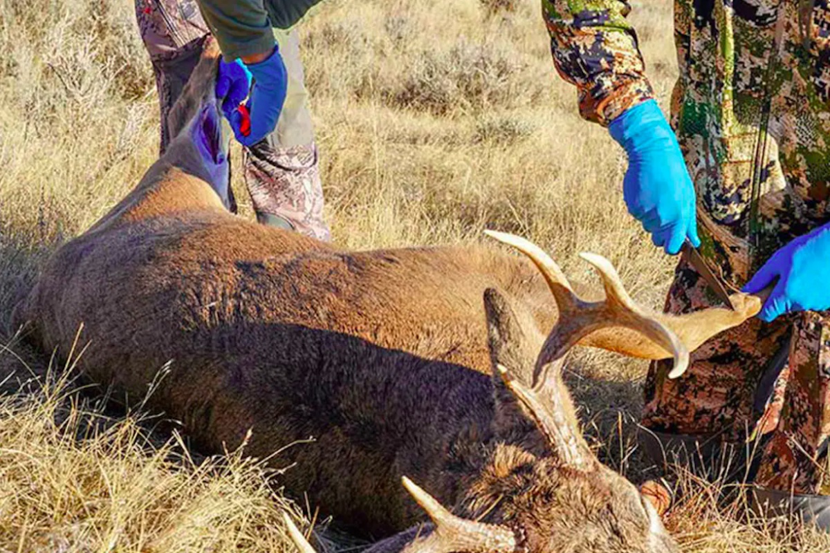 field dress a deer