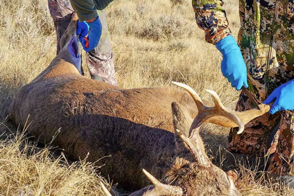 field dress a deer