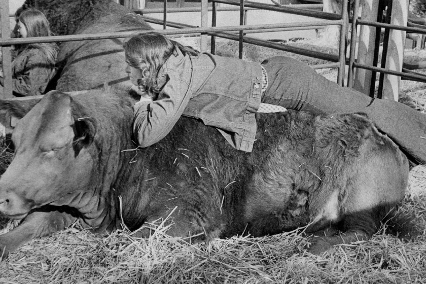 a woman lays on top of a cow 