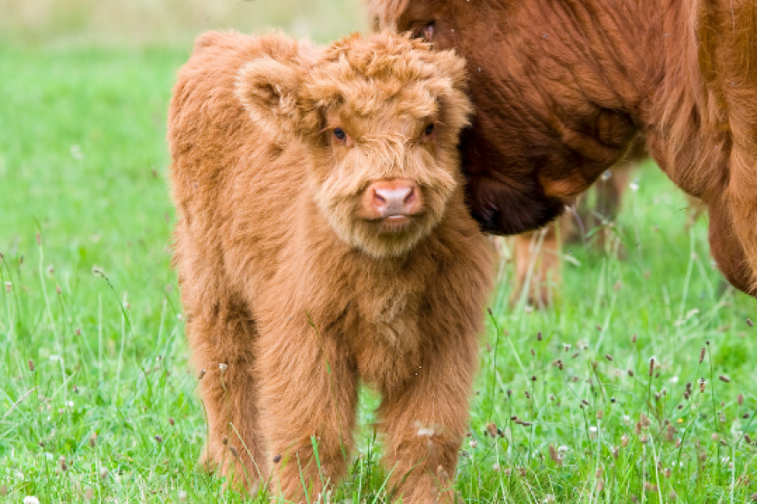 cow nuzzles her baby