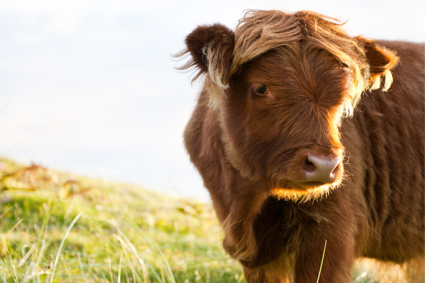 long haired cow