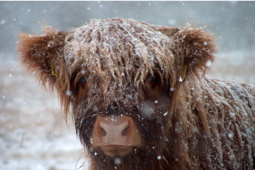 highland cow with snow in its hair