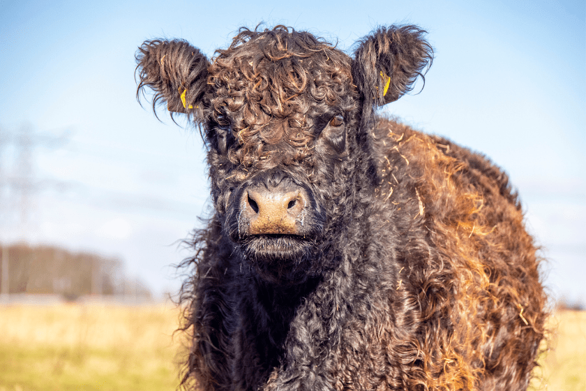 fluffy cow stands in field