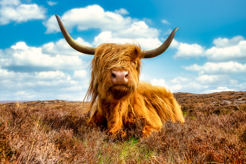highland cow sits in a field