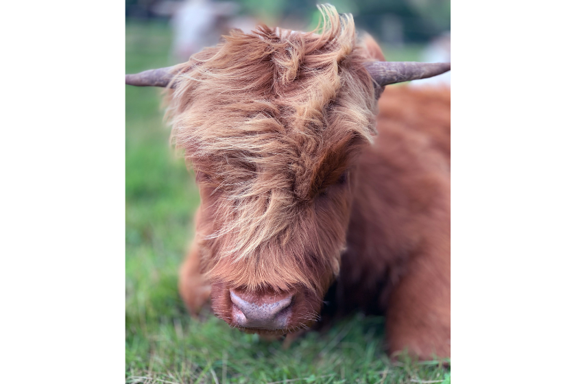 baby highland cow