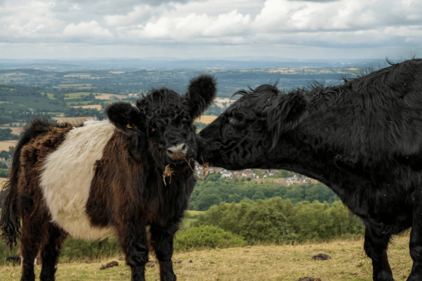 momma galloway nuzzles baby calf while eating