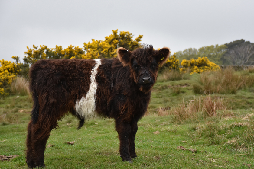 Belted Galloway cow