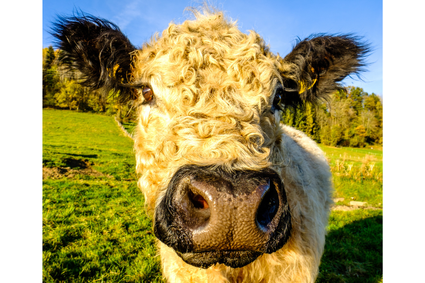 white curly haired cow