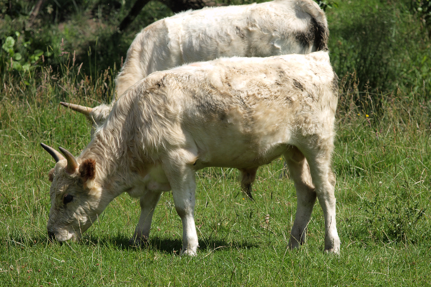 two white cow eat in the field