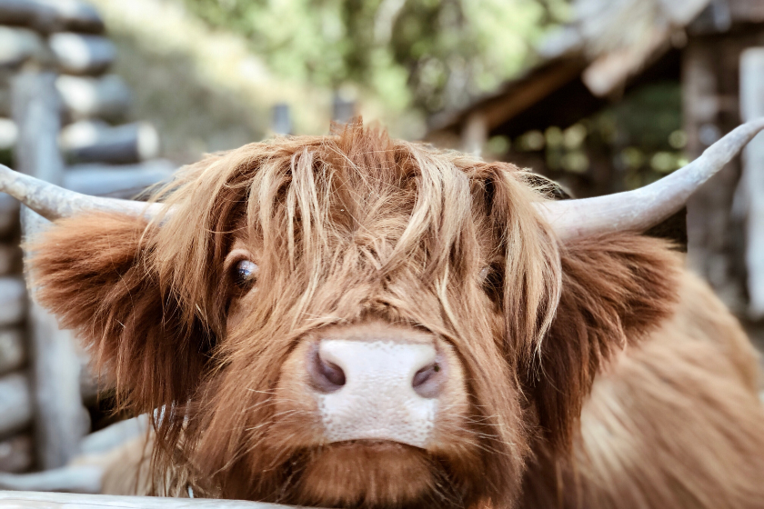 highland cow 