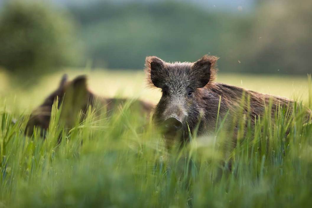 A wild hog stands in a field. animals with bow season