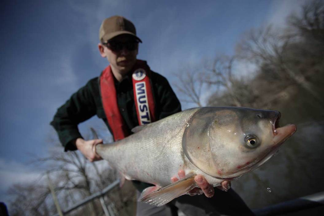 A man holds an invasive carp fish caught in Illinois.